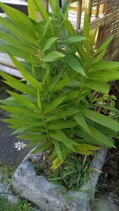 Daun Bangle Segar / Daun Panglai Segar Herbal Alami 100% Organik