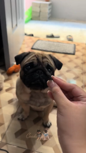 Luscious Recipe All Natural Air Dried Pure Beef Spleen Meat Dog Treats Cat Treats Pure Meat Slices