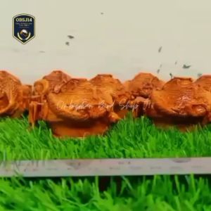 cepuk mewah tempat makan burung kacer kenari cendet