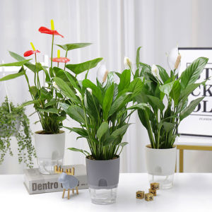 Self Watering Transparent Pot Indoor Outdoor Flower Pot Plant Modern Planter Pots For Plants