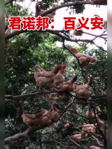 新品上市💗🙋‍♀️💗鸡感冒咳嗽呼噜气囊炎呼吸道新城疫鸡鸭鹅抗病毒鸡瘟养鸡专用