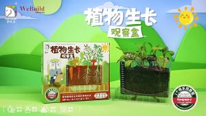 Plant Growth Observation Box 植物生长根系种植观察盒 儿童科学实验手工玩具种子包 Benih WeBuild