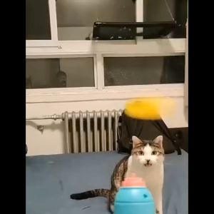 Pet Toy Bamboo Dragonfly Gyro Pistol Cat Dog LED Spinning Top Gun Outdoor Indoor Playing Catch Fun Mainan Kucing LELE CAT SUPPLIES