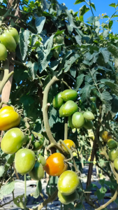 [BELI 3 BONUS 1] Benih Tomat Buah Hibrida F1 DIANA Toleran Virus 10 gram ( ± 3.500 Biji) Benih Premium | Tomat Dataran Tinggi | Tomat buah | Tomat Tahan Virus | Tomat Indeterminate | Setipe TM Marvel Betavila Kendedes Larisa Bareto TM Blazer