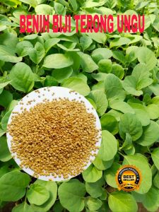 Benih biji terong ungu panjang isi (100 butir ) Bibit terong ungu panjang