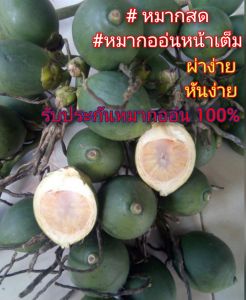 #หมากสด หมากออ่นหน้าเต็ม ผ่า คัด ตัด สด ใหม่ทุกวัน ลูกไม่ฝาดเกินไป หอม หวาน มันอย่างลงตัว30ลูก 139฿