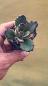 ต้นไม้อวบน้ำ กุหลาบหิน คาลันโช โทเมนโทซา ตุ๊กตาหมี Tomentosa Teddy Bear #เมล็ดพันธุ์พืช #กระถาง