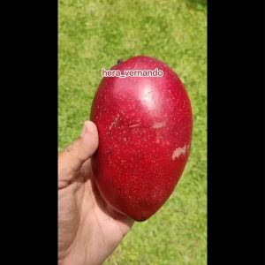 Bibit Mangga Red Emperor