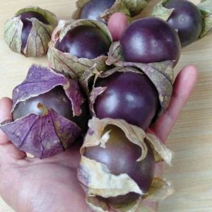 10 BIJI BENIH CIPLUKAN UNGU JUMBO (REPACK)