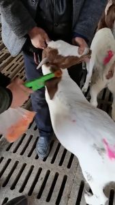 Livestock Animal Ear Tag Plier/Applicator for Installing Pigs Cattle Sheep Ear Tags