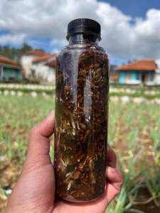 Biang spora jamur jakaba 250gr pupuk organik full jamur