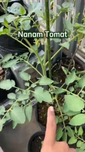 Infarm Nutrisi Dan Perangsang Akar Tanaman Stek Dll 125 ml