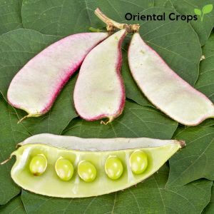 Dahon ng Bataw (Hyacinth Plant)