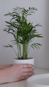 Ecopots Antwerp Mini 11 cm with Saucer (Original Product of Belgium Made with Recycled Plastic Certified Carbon Neutral)