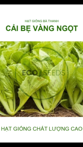 [EcoSeeds] Combo 2 Gói Hạt Giống Cải Bẹ Vàng Ngọt Hà Giang - Cao Sản Chịu Nhiệt Cây To Lá Đẹp - Gói 20g