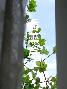 กล่องใส่ลูกเหม็น ใส่ลูกเหม็น ใส่น้ำหอมปรับอากาศ กล่องเหยื่อล่อ ขนาดกะทัดรัด คุณภาพดี สไตลล์มินิมอล