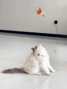 yoyopet :  Cat Teaser ของเล่นแมว ไม้ตกแมว ไม้ตกแมวแบบสปริง ไม้ล่อแมว ไม้ตกแมว แบบลวดสลิง