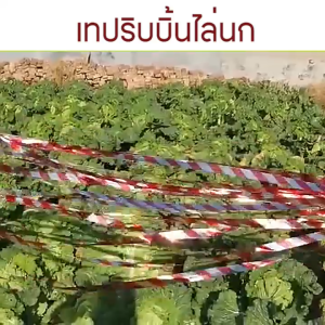 MONZA เทปกันนก ริบบิ้นสะท้อนแสงไล่นก สำหรับไล่นกในทุ่งนา ในสวน แพ็ค 2 ชิ้น ยาว 50 เมตร No.Y2283