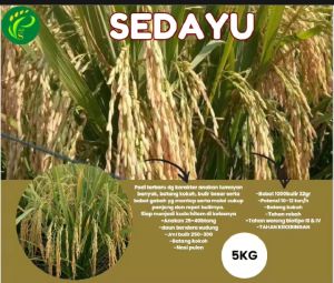 BENIH PADI SEDAYU TERBAIK KUALITAS SUPER UNGGUL 1KG