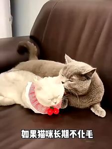 SKISOPGO ผงแคทนิป 80g ขนมแมว กัญชาแมว แคตนิป ขับก้อนขน รูปร่างปลาขนาดเล็ก มินิคุกกี้ ฟันกรามสำหรับสัตว์เลี้ยง