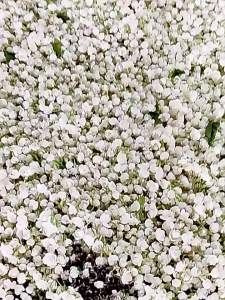 Snow Snail Strong Aroma Special Grade Jasmine Tea 500g
