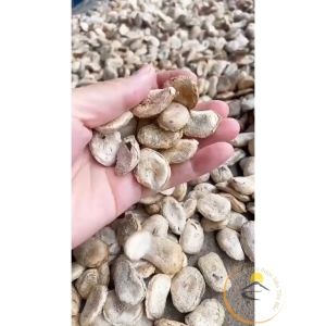 Hạt sang (hạt sành) trắng rừng Tây Bắc chữa đau dạ dày. Giá 1 hạt chọn già to chuẩn sang trắng rừng trực tiếp thu hái Hạt Sành Trắng Rừng Tự Nhiên - Lazada