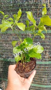 chậu cây bạch hoa xà đuôi công_Minh Khương -Vườn Minh Khương
