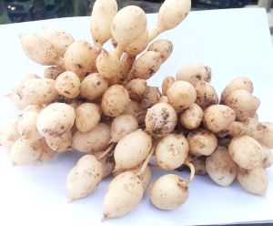 kunyit putih gombyok /kunci pepet/temu rapet 250gr