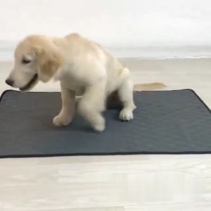 แผ่นรองฉี่สุนัข 4ชั้น แบบซักได้ สามารถใช้ซ้ำได้ ดูดซับน้ำได้ดี แผ่นรองฉี่สุนัข Dog Training Pads