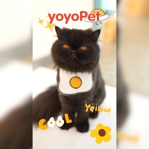 yoyopet : ปลอกคอแมว ปลอกคอหมา ปลอกคอสัตว์เลี้ยง ผ้ากันเปื้อนแมว ลายน่ารัก สินค้าพร้อมส่ง