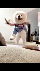 เสื้อผ้าสัตว์เลี้ยง เสื้อฮู้ดดี้ ลายการ์ตูนคาวบอย ฮาโลวีน สําหรับสุนัข Chucky [หน่วยงาน, ชุดหมา, ชัคกี้ชุดน้องหมา, ชุดคอสเพลย์น้องหมา, ชุดน้องหมาตลก, ชุดลูกสูงสุนัขเล็ก]