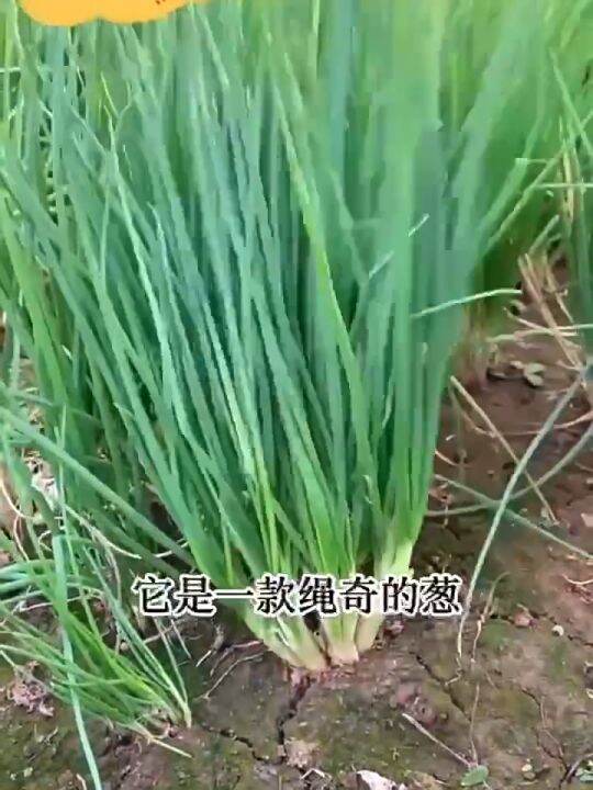 500 Seeds Dahon Ng Sibuyasbunching Onion Jakkou Varietyeasy To