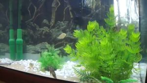 JEBO 625 External Aksesori Aquarium Canister Filter Aquascape Filter Aquarium
