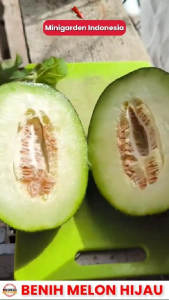 7 BIJI MELON HIJAU AMANTA Benih Melon hijau F1 bibit tanaman buah