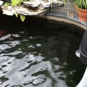 Bonetar BT-008 เครื่องให้อาหารปลาอัตโนมัติ จัดการอาหารปลาสำหรับตู้ปลาและแท็งก์ปลา ปลาทะเลและน้ำจืด