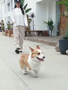 【SHOPLUS】READY STOCK  Professional Dog Cat Leash Lead Collar Retractable Dog Leash Automatic for Small Medium Dogs Pet Prod Outdoor Dogs Supplies GP1001