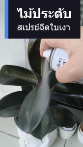 Perfects Leaf Shine สเปรย์ฉีดใบมัน เคลือบเงาใบไม้ สเปรย์ดูแลรักษาใบพืช 200ml