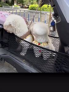 Abu & Mifa | Universal Pet Guard Basket for Electric Scooter & Motorcycle