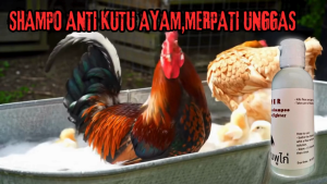 Sampo Ayam Anti Kutu: Solusi Tuntas Bebas Gatal