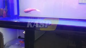 2PCS/Set Double Magnetic Push To Open Touch Catch For Kitchen Cupboard Cabinet Door (White / Black)