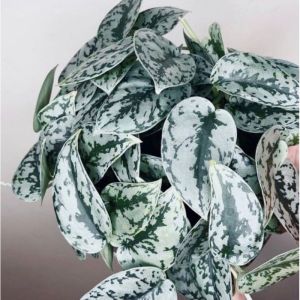 tanaman hias daun scindapsus silver lady