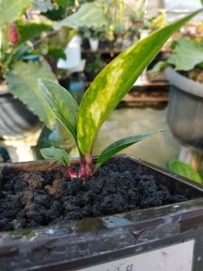 Anthurium jemani trah pink