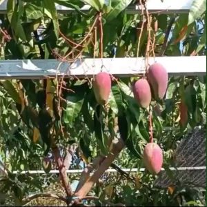 Bibit Tanaman Mangga Red Emperor Unggulan