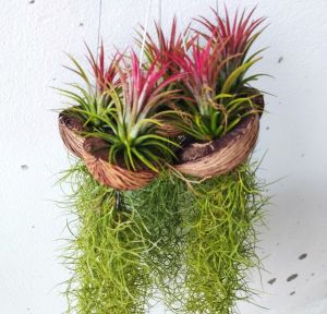 ลูกตีนเป็ด ทิลแลนเซีย เปลี่ยนสีตามฤดู พร้อมเคราฤาษี ไม้ประดับ ไม้ฟอกอากาศ ดักฝุ่น PM 2.5 ม่านธรรมชาติ สวยๆราคาถูก