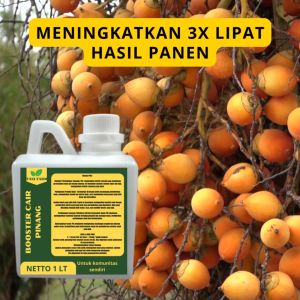 Pupuk Semprot Pelebat PINANG Pupuk Pelebat PINANG Pupuk Penyubur PINANG ZPT