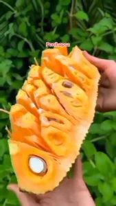 Bibit Nangka Merah Super Okulasi Cepat Berbuah