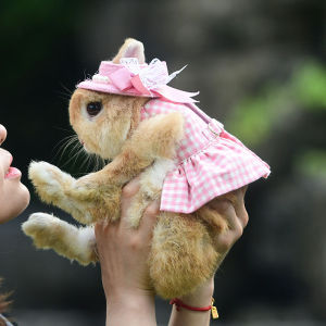 Rabbit Clothes Plaid Rabbit Hand Holding Rope Guinea Pig Guinea Pig Outing Dress-up Warm Dress Polka Dot Skirt Clothing