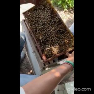 <PROMO> Doorgift Pure Honey/Honey Longan/Bee/Hexagon/Premium/Madu Asli/Madu Longan/Halal/KKM/纯蜂蜜/蜂蜜/龙眼蜜/蜜蜂/胃痛/胃涨风 - 600g