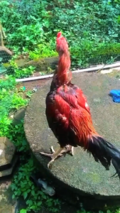 Obat Ampuh Untuk Ayam Sakit Muyung & Ngorok Pilek