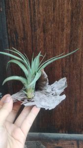 Tillandsia Eric Knokbloch with wood / Airplant/空气凤梨- 艾瑞克